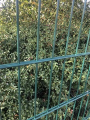 Ligustrum ovalifolium