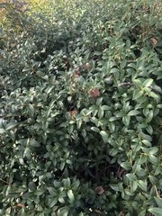 Ligustrum ovalifolium