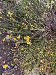 Crocanthemum aldersonii