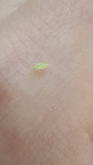 Macrosiphum euphorbiae