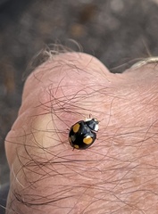 Harmonia axyridis