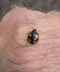 Harmonia axyridis