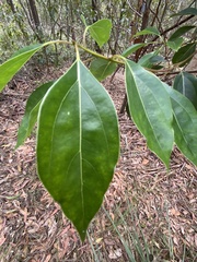 Cinnamomum camphora