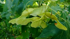 Acer platanoides