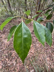 Cinnamomum camphora