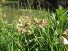 Mirabilis
