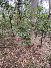 Cinnamomum camphora