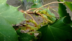 Acer platanoides