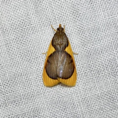 Prooedema inscisalis