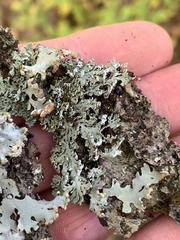 Heterodermia squamulosa