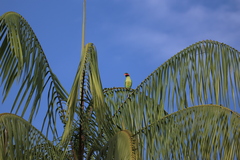 Psittacula longicauda