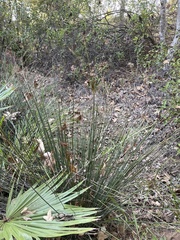 Juncus acutus leopoldii