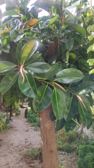 Ficus elastica