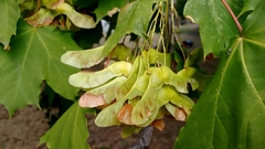 Acer platanoides