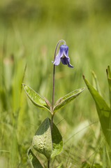 Clematis integrifolia
