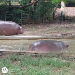 Hippopotamus