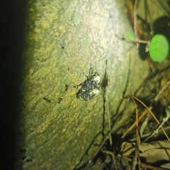 Eucryptorrhynchus brandti