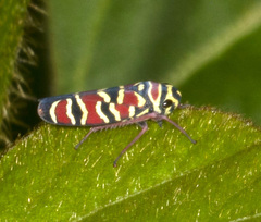 Agrosoma