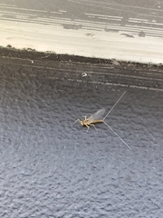 Ephemeroptera