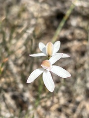 Caladenia moschata