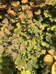 Ribes sanguineum