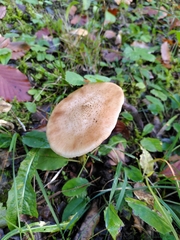 Clitocybe fragrans