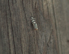 Pseudotephritina