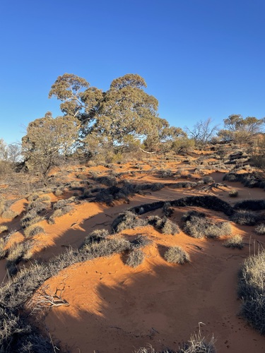 Eucalyptus gongylocarpa Blakely