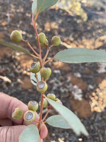 Eucalyptus gongylocarpa Blakely 2