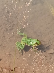 Pelophylax