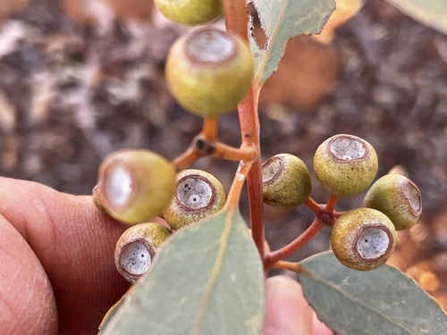 Eucalyptus gongylocarpa Blakely 3