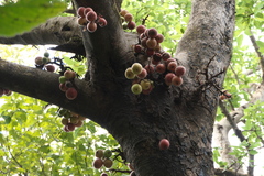 Ficus racemosa