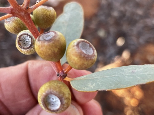 Eucalyptus gongylocarpa Blakely 4