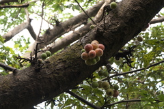 Ficus racemosa