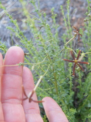 Jamesbrittenia atropurpurea