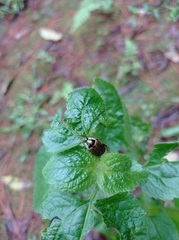 Scarabaeidae