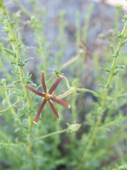 Jamesbrittenia atropurpurea