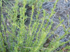 Jamesbrittenia atropurpurea