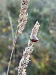 Chrysolina staphylaea