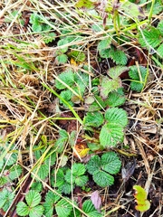 Fragaria hayatae