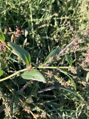 Atriplex patula