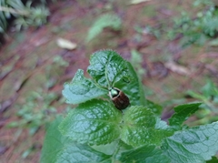 Scarabaeidae