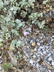 Malacothamnus fasciculatus