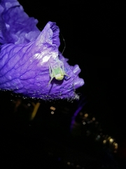 Araneus circulissparsus