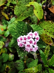 Spiraea morrisonicola