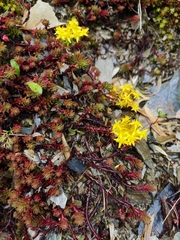 Sedum morrisonense