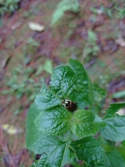 Scarabaeidae