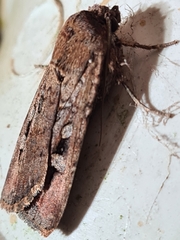 Agrotis infusa