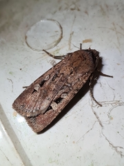 Agrotis infusa