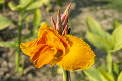 Canna × generalis